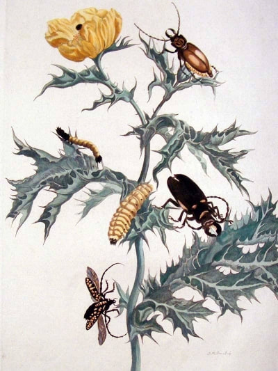 Detailed botanical illustration of a yellow poppy with beetles and caterpillars on a thorny plant.