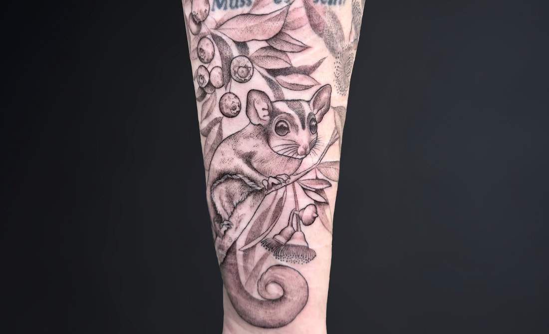 Sugar glider tattoo on eucalyptus branch with berries and flowers, black and grey illustrative tattoo on forearm.